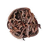 Imperator-Wurmpaket - Kanadische Tauwürmer - der Wurm für die wirklich großen Fische (150 STK.)